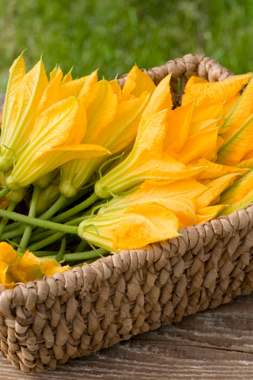 Growing Ideas with Johnny's Selected Seeds July 2010