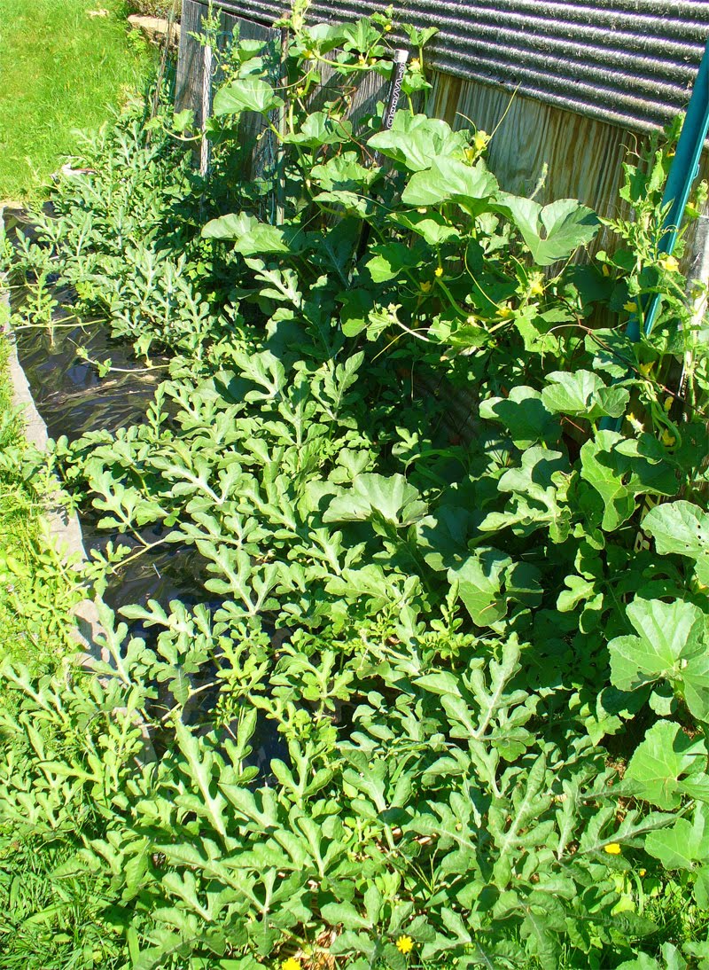 Growing Ideas with Johnny's Selected Seeds Melonhead