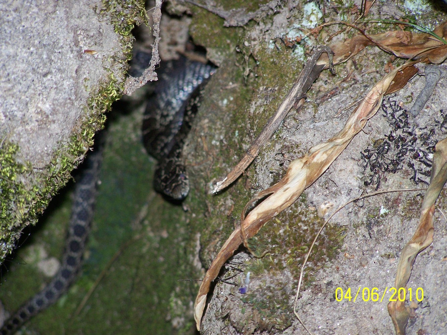 Senda Verde Getting to know my neighbours, the Horseshoe Whip Snake