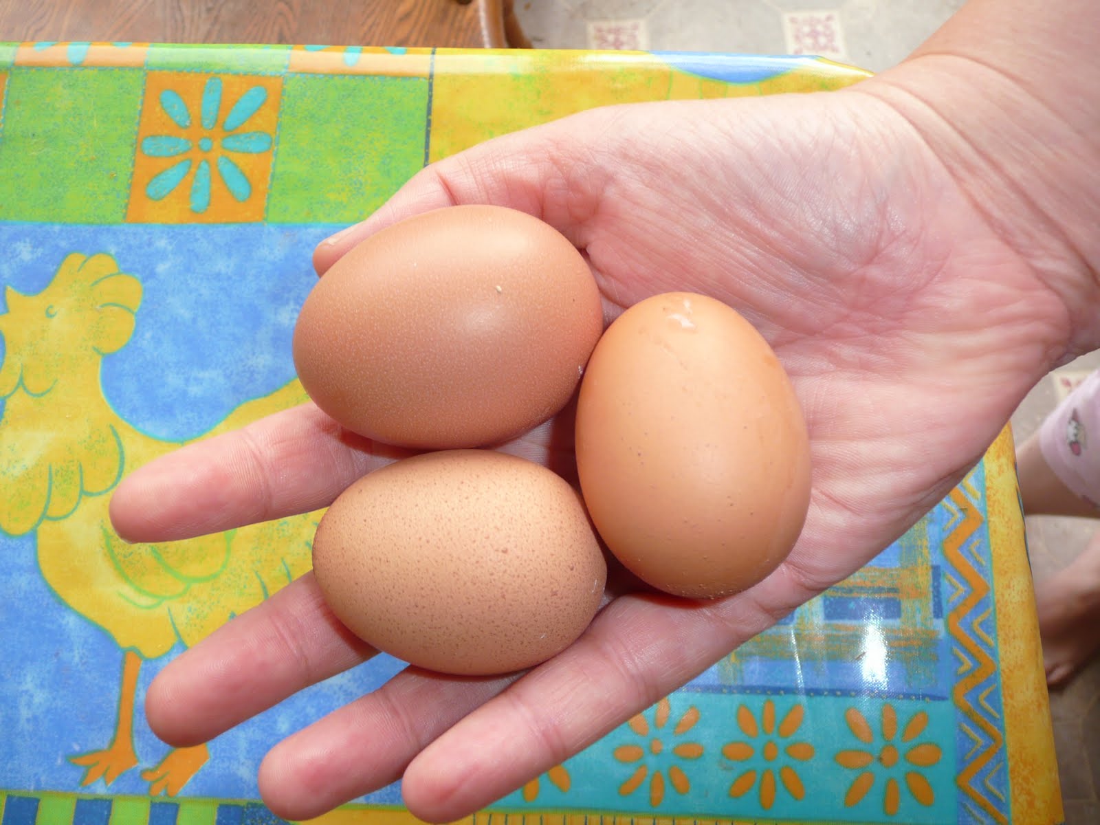 [first+eggs..JPG]