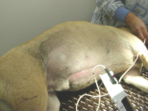 My Dog Ate Too Much Food Bloated My Dog Ate Too Much Food Bloated