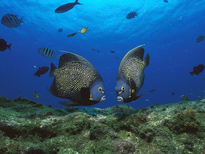 High Resolution Fish Wallpaper wallpapers fish. High Resolution Fish Wallpaper
