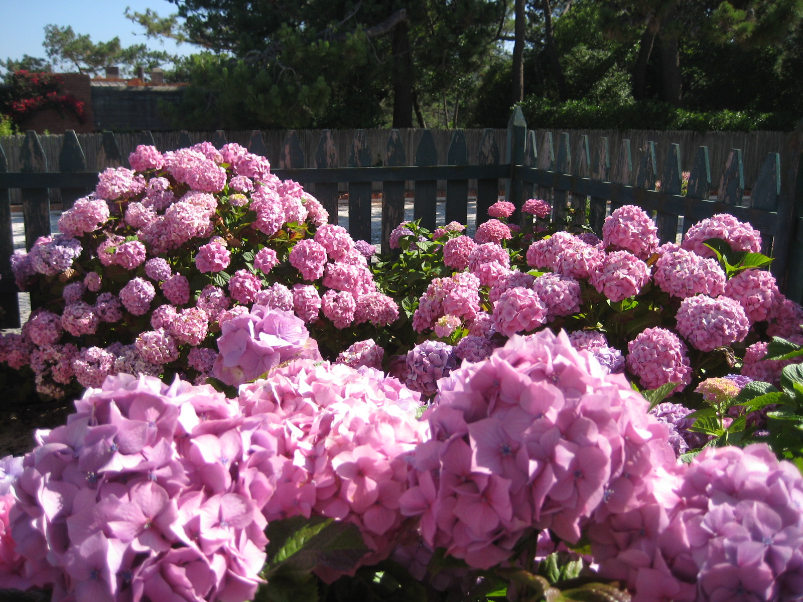 [hortênsias+S.PEDRO+2009+002.jpg]