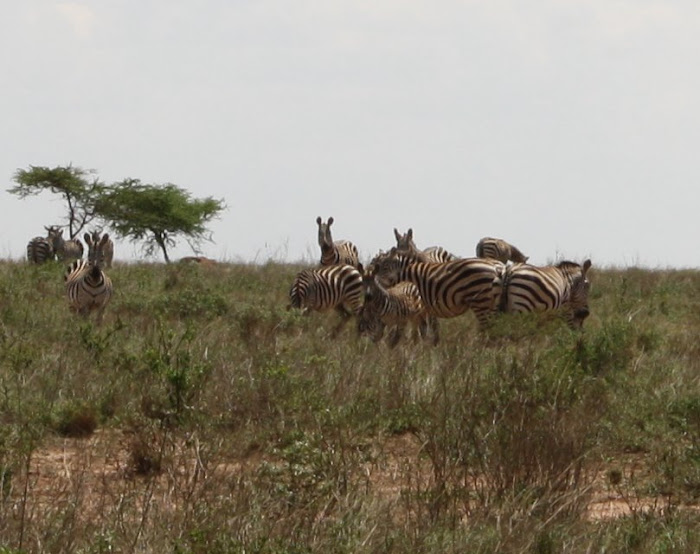 Zebra