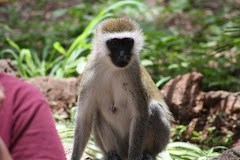 Vervet Monkey