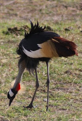 Grey Crowned Crane