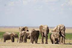 Herd o' Elephants