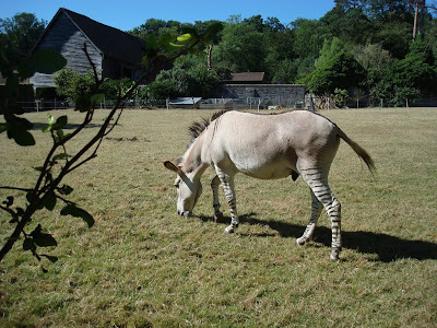 Zeedonk at Groombridge