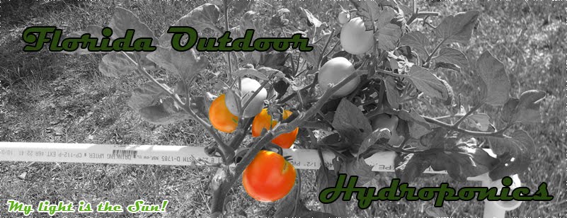 Florida Outdoor Backyard Hydroponic Greenhouse: July 23rd, 2010