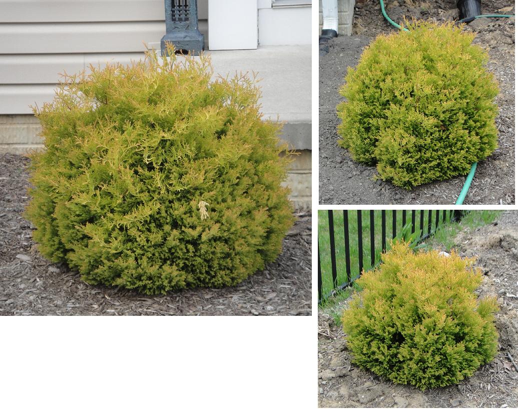 Rheingold+arborvitae+shrub