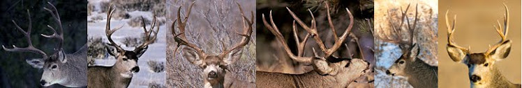 Muley Madness - The Pursuit Of Mule Deer