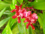 Oncidium sp.