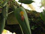 Acronia deflexa