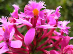 Epidendrum elongatum