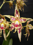 Odontoglossum gloriosum