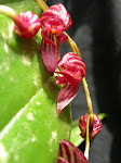 Pleurothallis lindenii