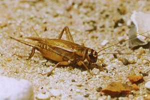 GRILLO HABITAT grillo habitat: