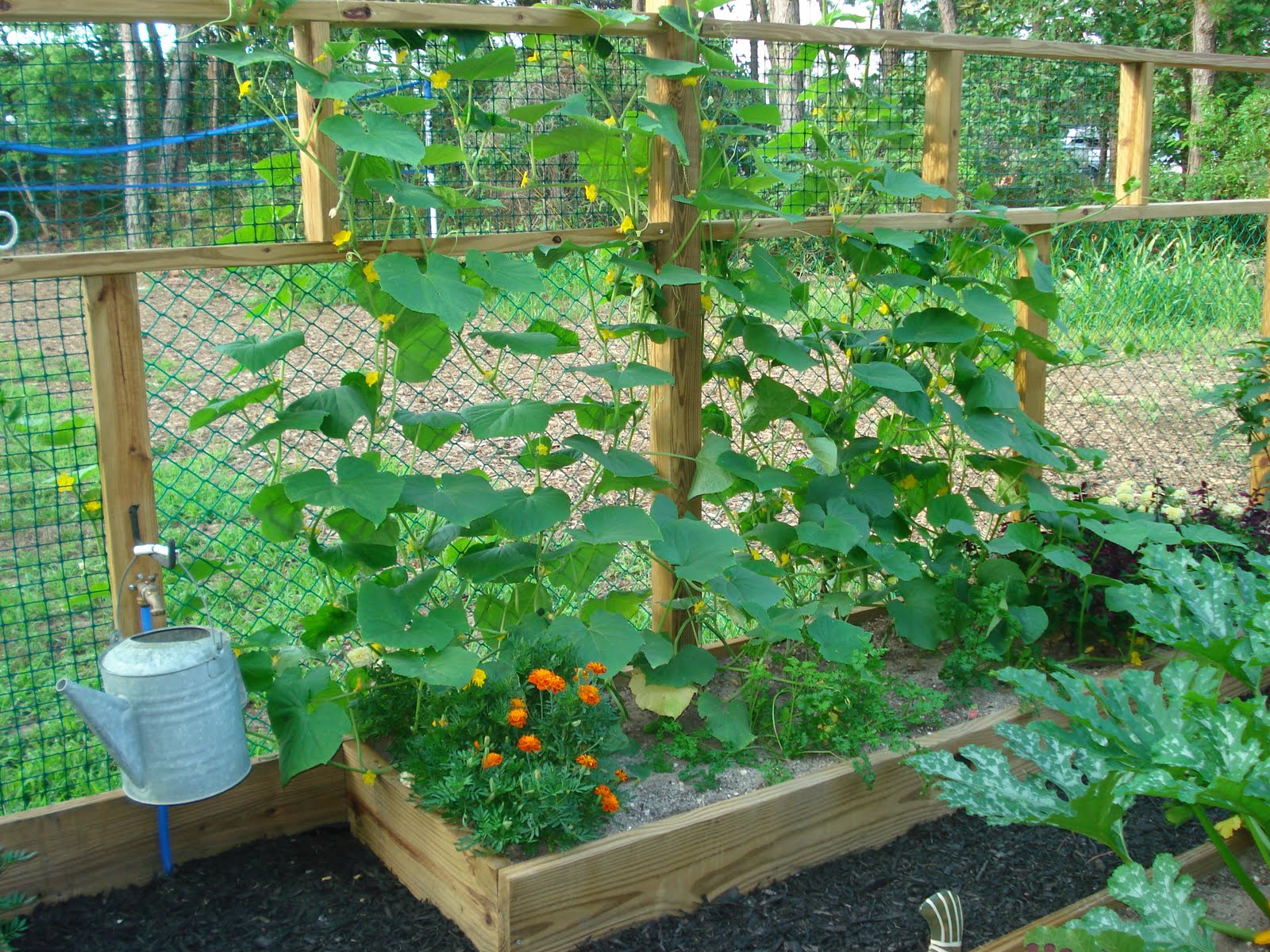 Debbie's Potager Cucumbers!