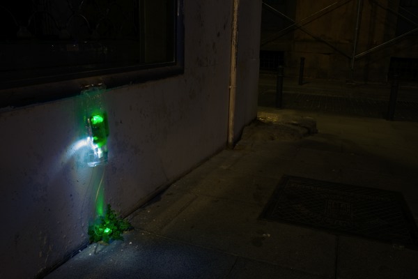 [plantitasconsuero02.jpg]