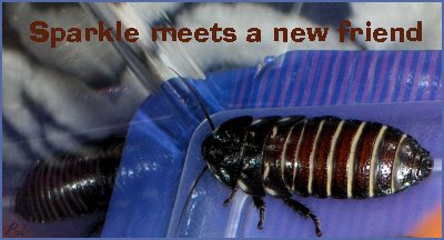 Cockroach