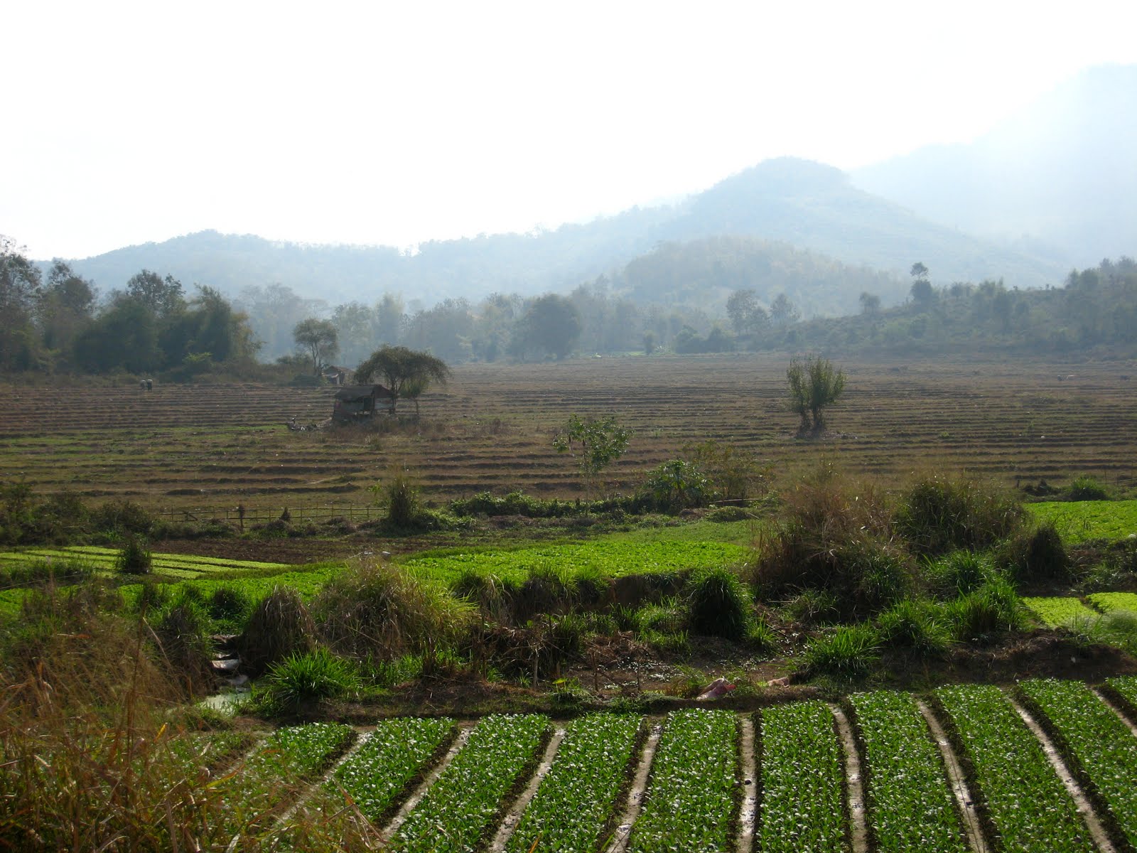 a farm in scrubland