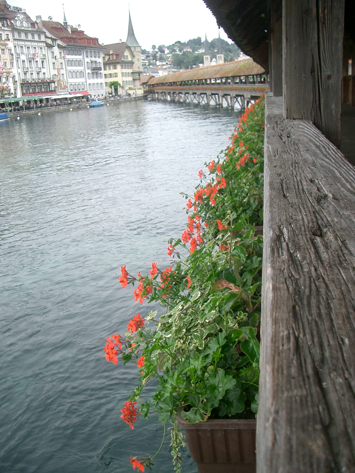世界の花とみどり 4月 10