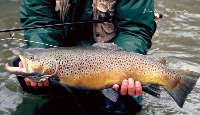 Lake Erie shoreline with a