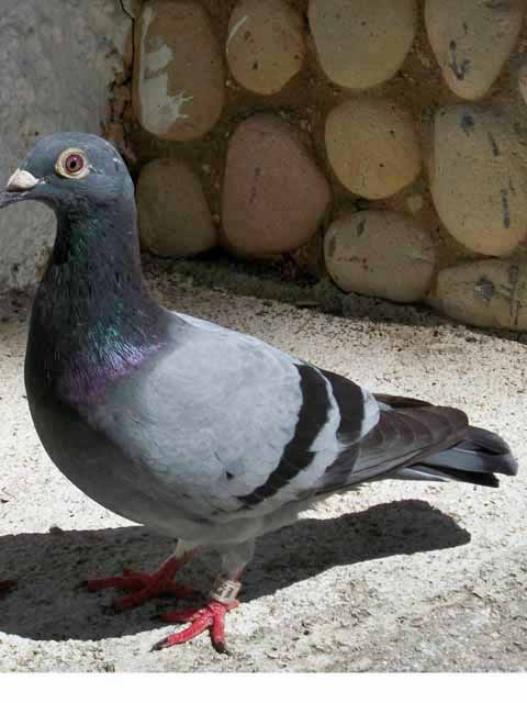 steve marcia on the rock corregidor journal we identify the