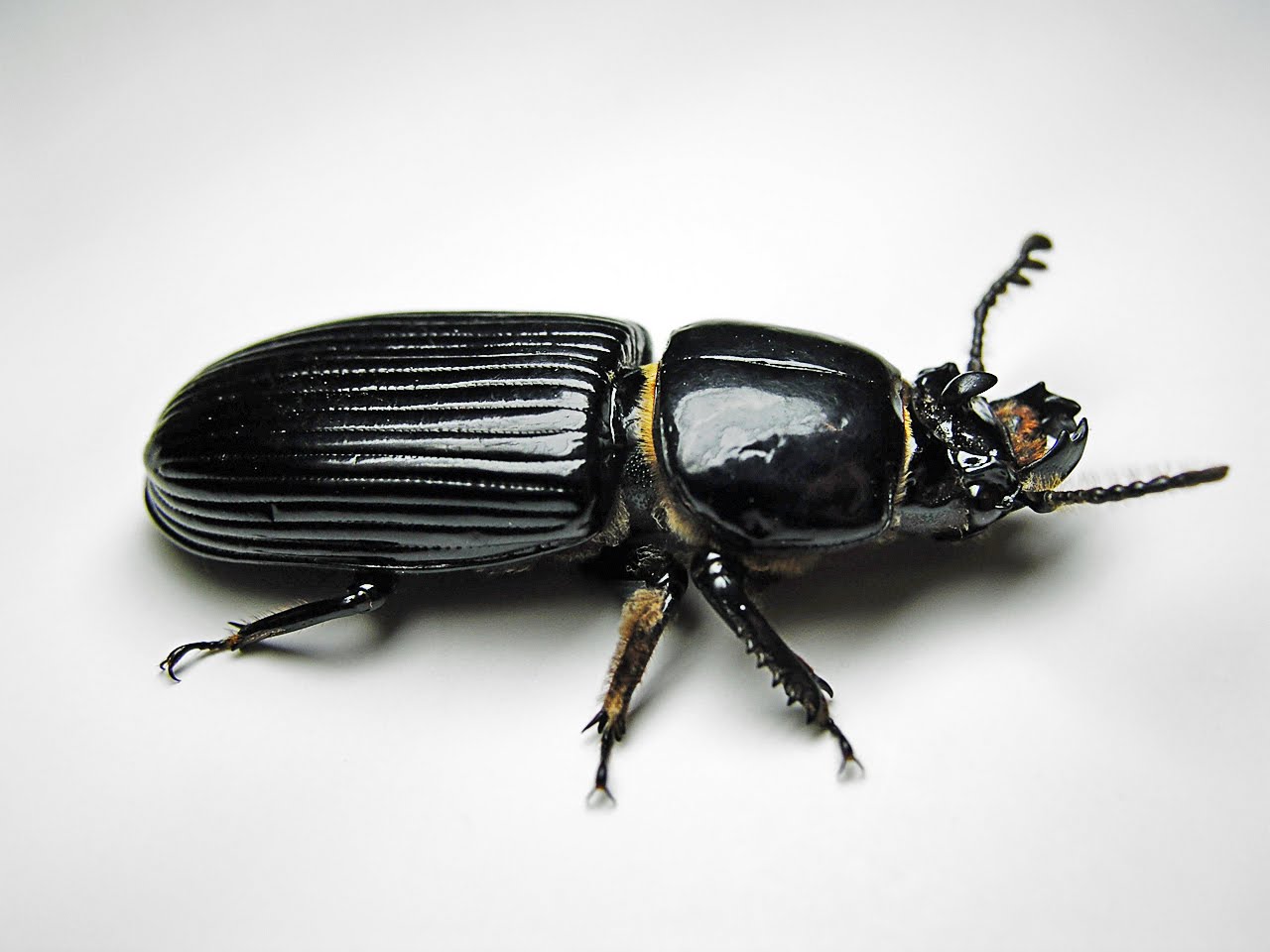 [Beetle-Bessbug.jpg]