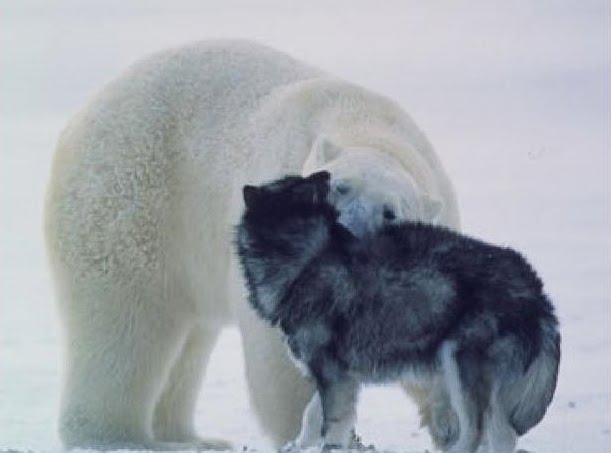 [polarbear5.jpg]