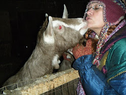 A LITTLE GOAT SNUZZLING...