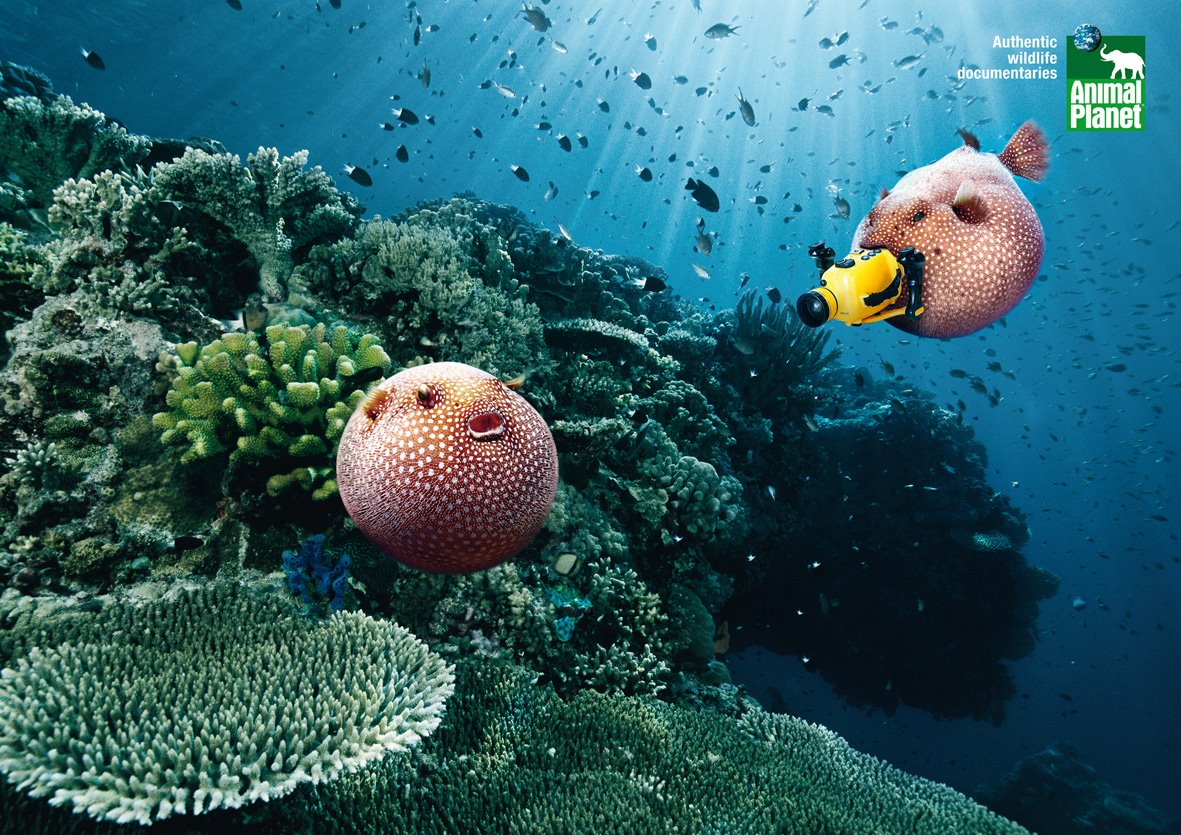 [AnimalPlanet_Blowfish.jpg]