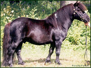 carthorse