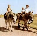 Donkey rides