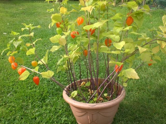 Garden Seasons: Japanese Lantern Plant 7th Sept.