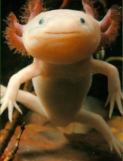 The Axolotl