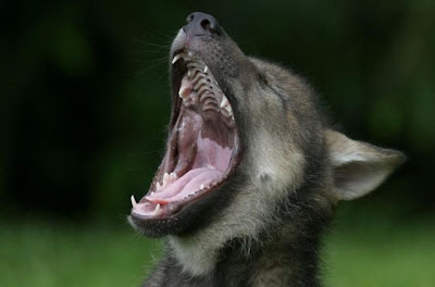 Funny Stuff: Very Funny Images Of Open Mouth Of Animals
