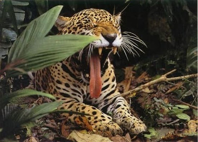 Funny Stuff: Very Funny Images Of Open Mouth Of Animals
