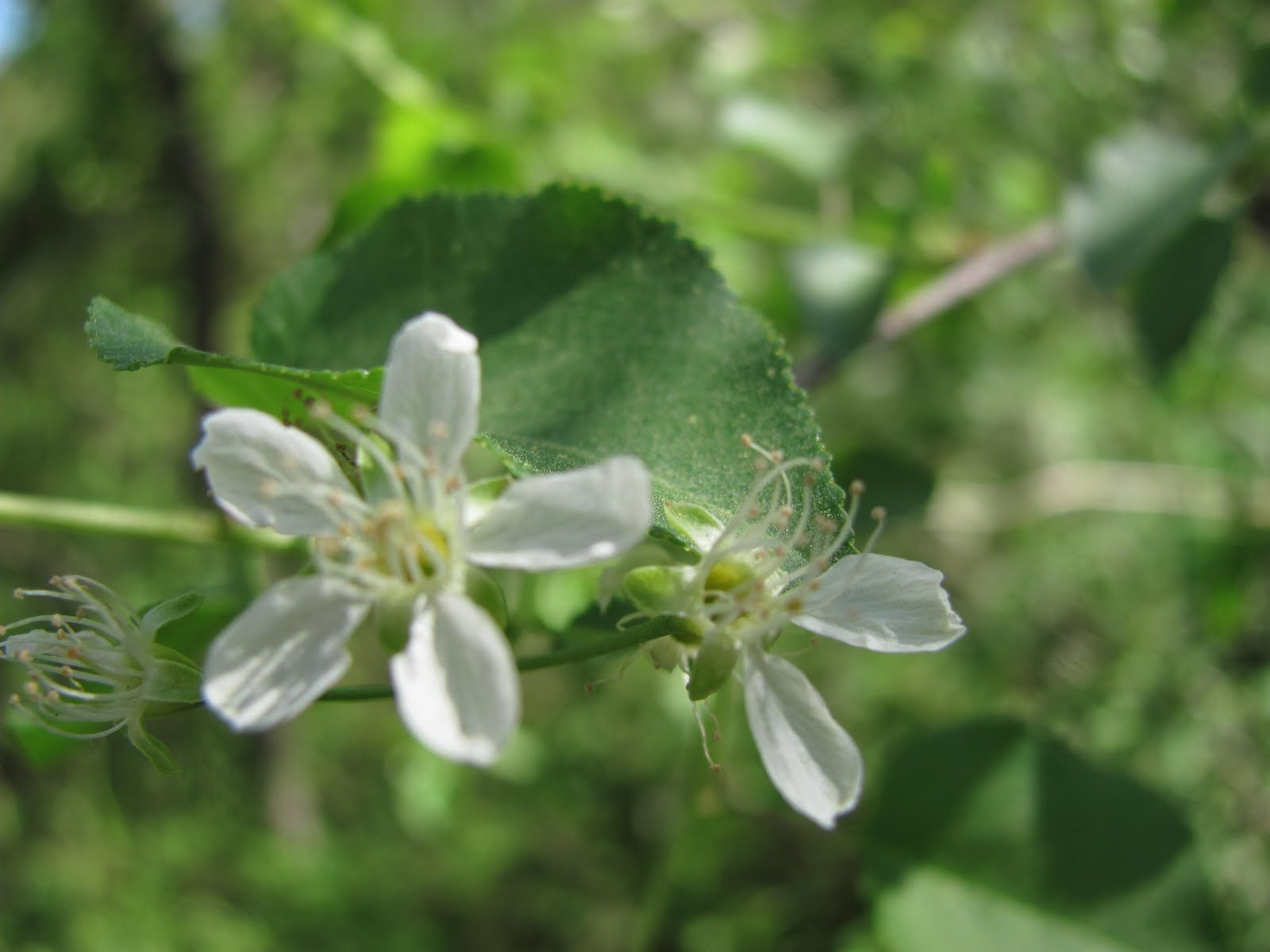 (Prunus americana) growing