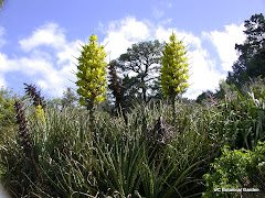 Lime-Green Puya chilensis