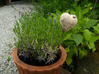 Und wieder einmal Lavendel!!!