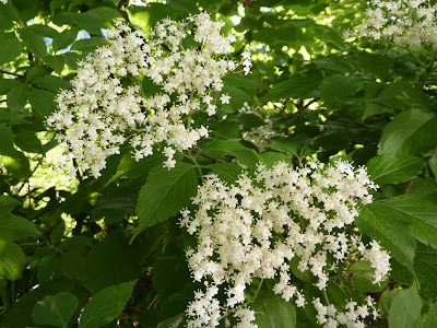 Aromatisches Wasser......