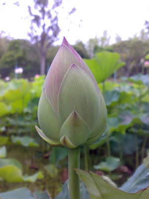 Bud To Flower