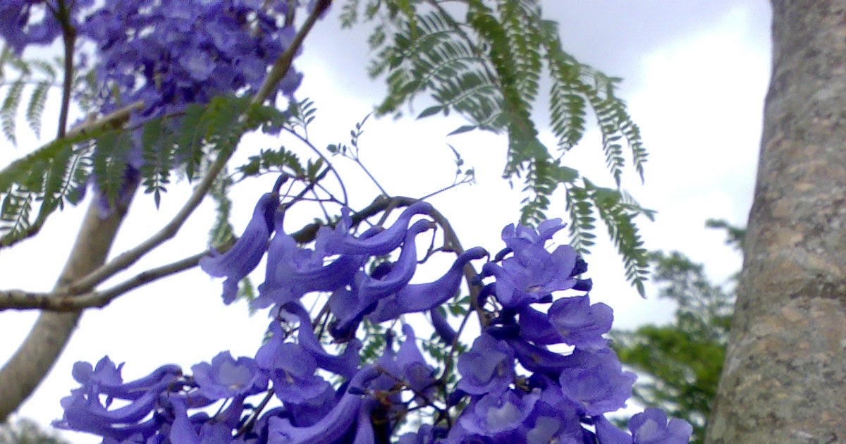 paradise island 2 tree of life which hotel gives flowers paradise island 2 tree of life which hotel gives flowers