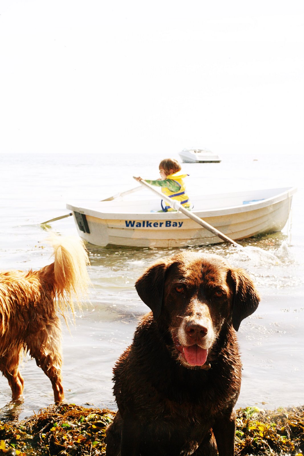 [samrowdogs+copy.jpg]