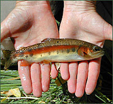 McCloud River Redband