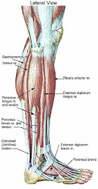 Leg and Foot Anatomy