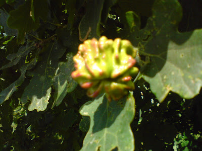 Oak Gall