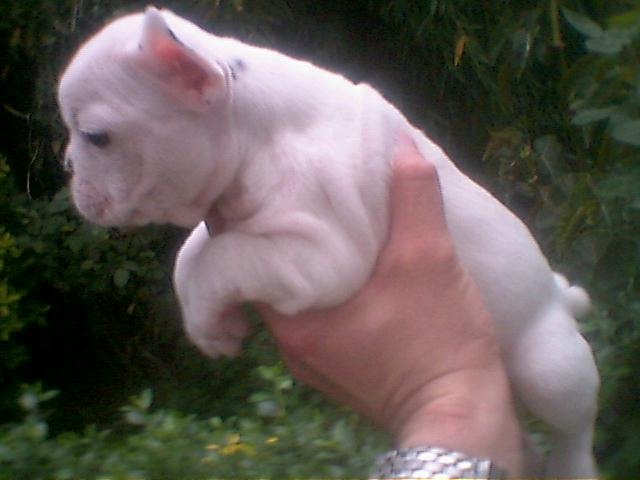 [PipoxBeleza1.bmp]