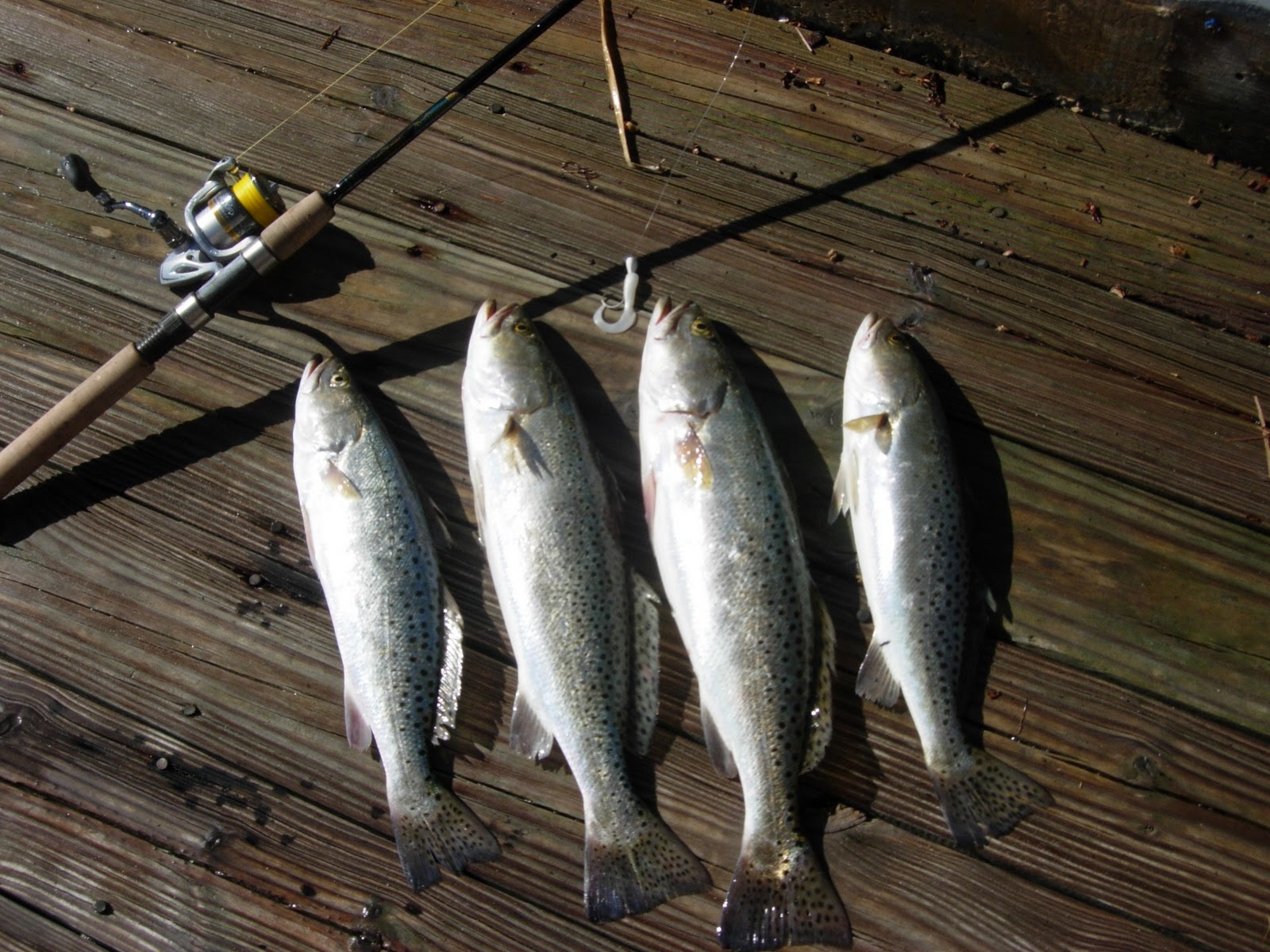 MY LIFE IN THE FLORIDA KEYS AND BEYOND Bonanza On The Bay! Spotted Sea